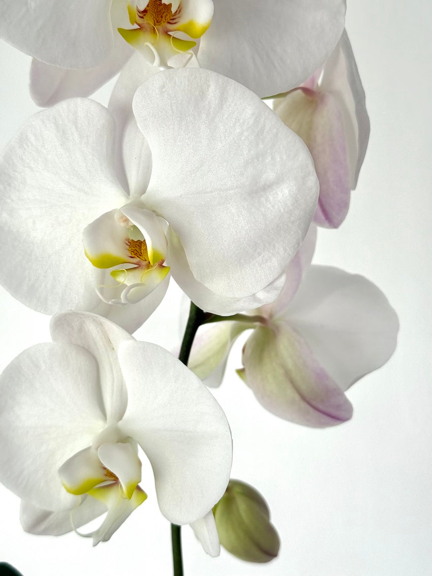 Elegant Botanical Cascading Phalaenopsis orchid