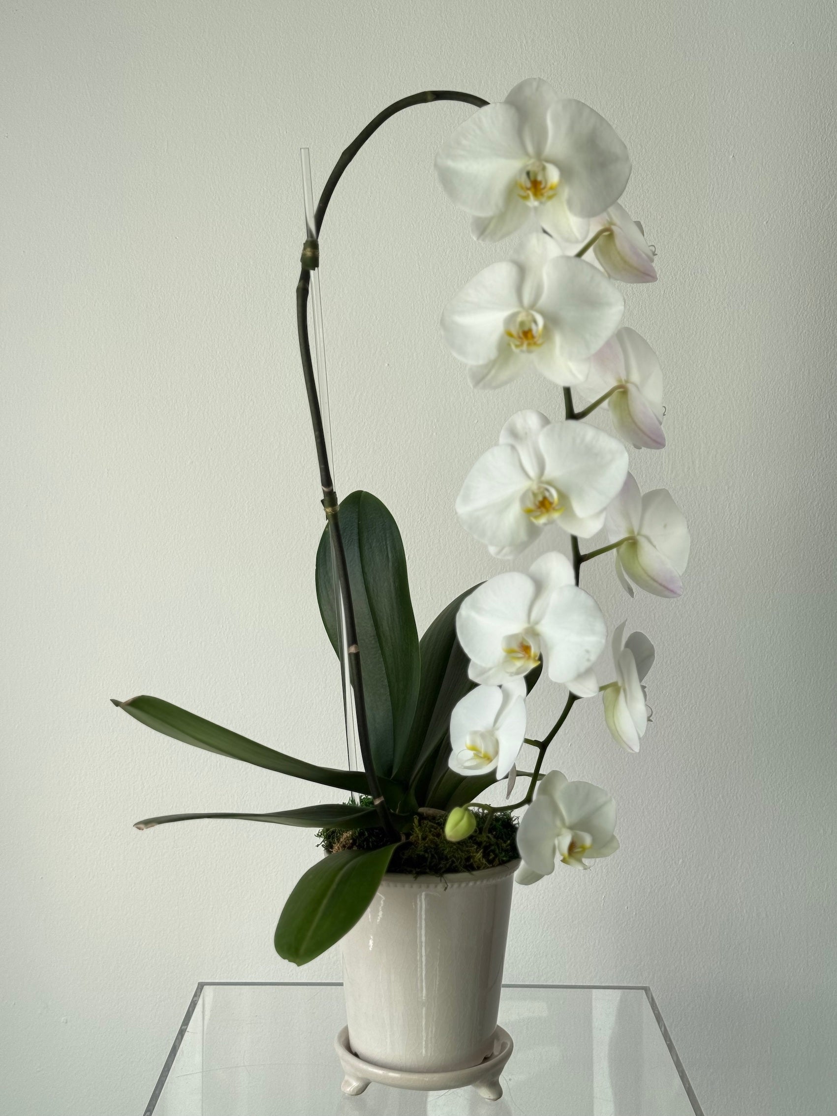 Botanical Cascading Phalaenopsis (Orchid)