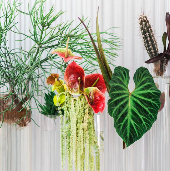 Group shot of unique and exotic plants featuring flowers, leaves, vines, and cactus.