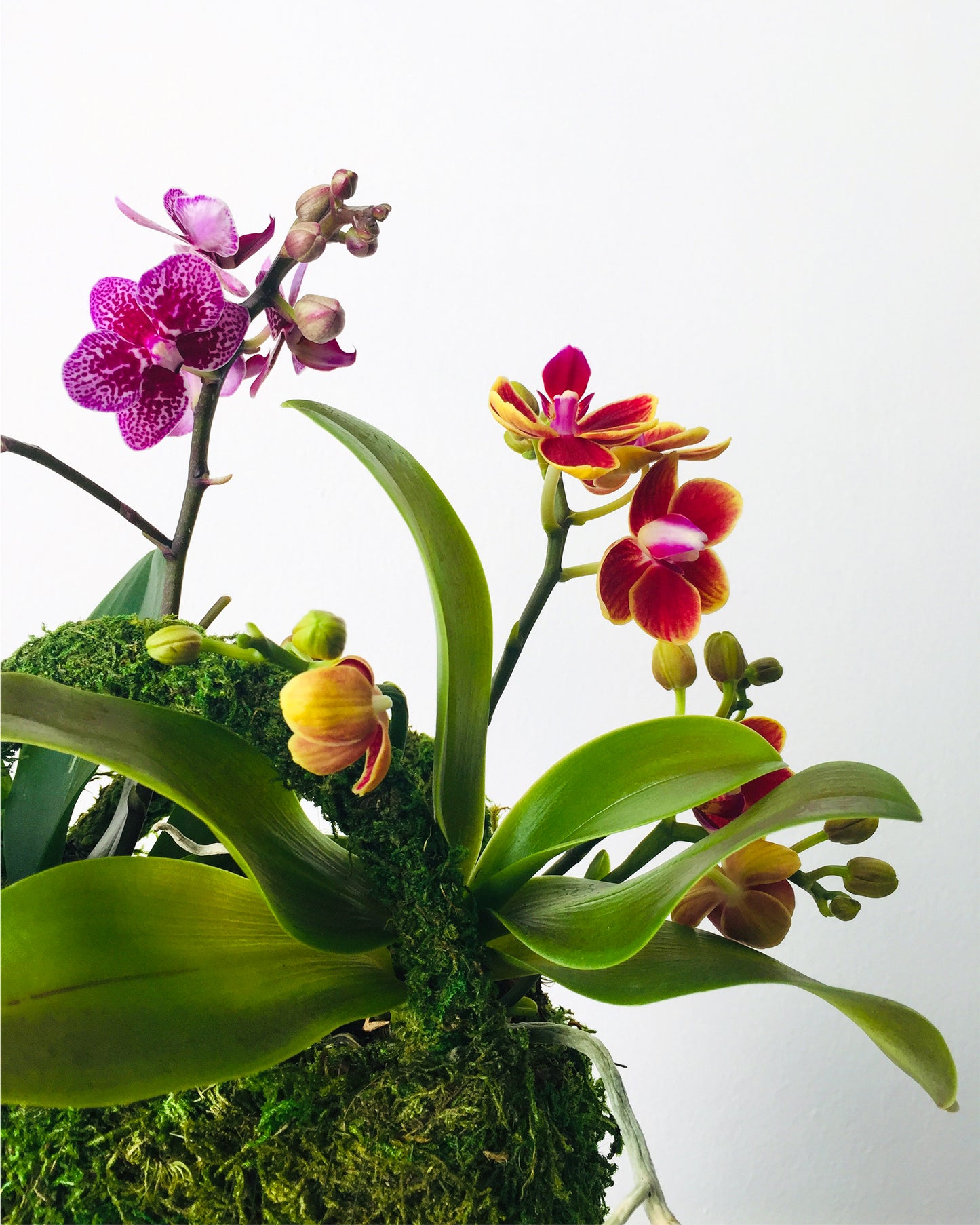 Orchid Botanical Arrangement for Charleston Delivery