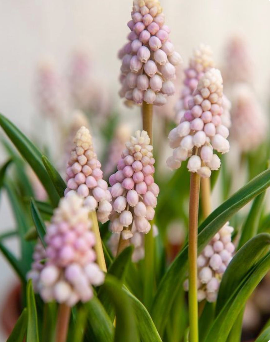 Delicate muscari flowers arranged for a charming Mother’s Day floral gift