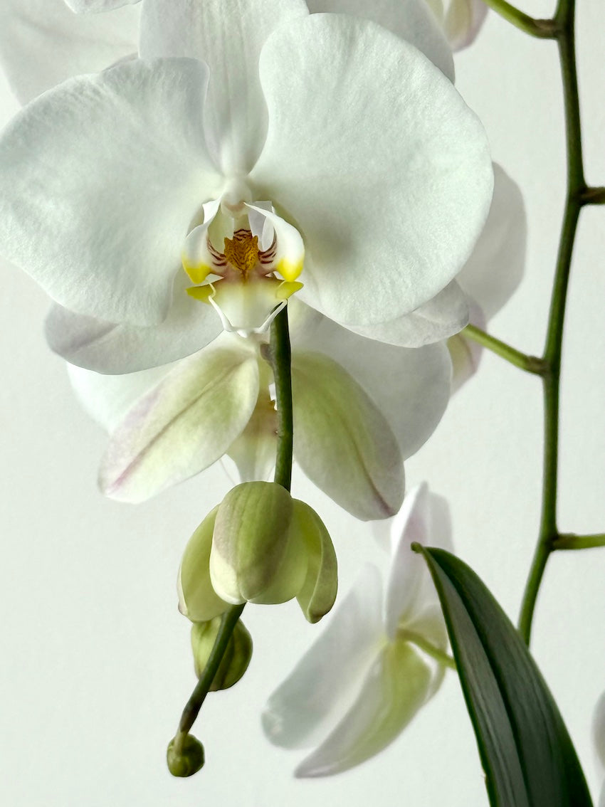 Stunning Botanical Phalaenopsis orchid display with cascading floral elegance