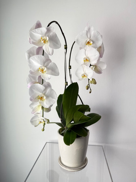 Botanical Cascading Phalaenopsis Orchid -  perfect for homes, offices, or as a luxurious gift