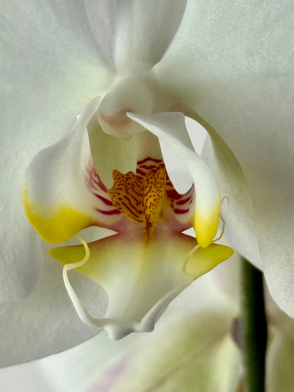 Luxury white Phalaenopsis orchid arrangement with cascading blooms