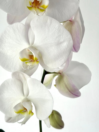 Elegant Botanical Cascading Phalaenopsis orchid 