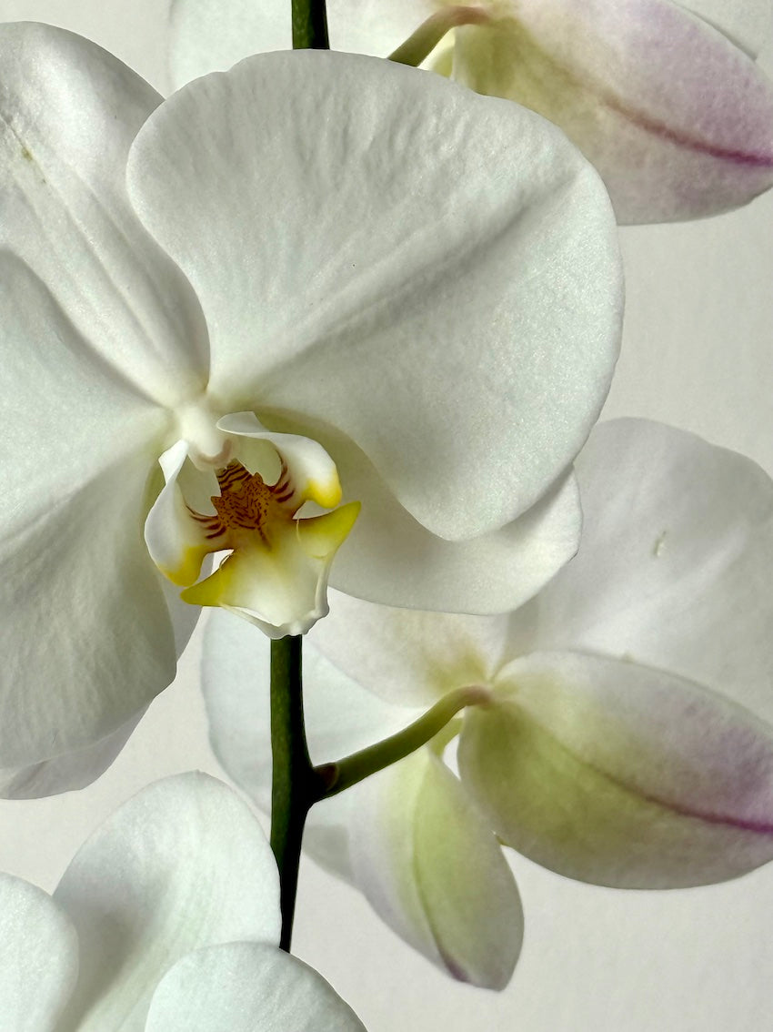 Premium Botanical Cascading Phalaenopsis Orchid gift for special occasions