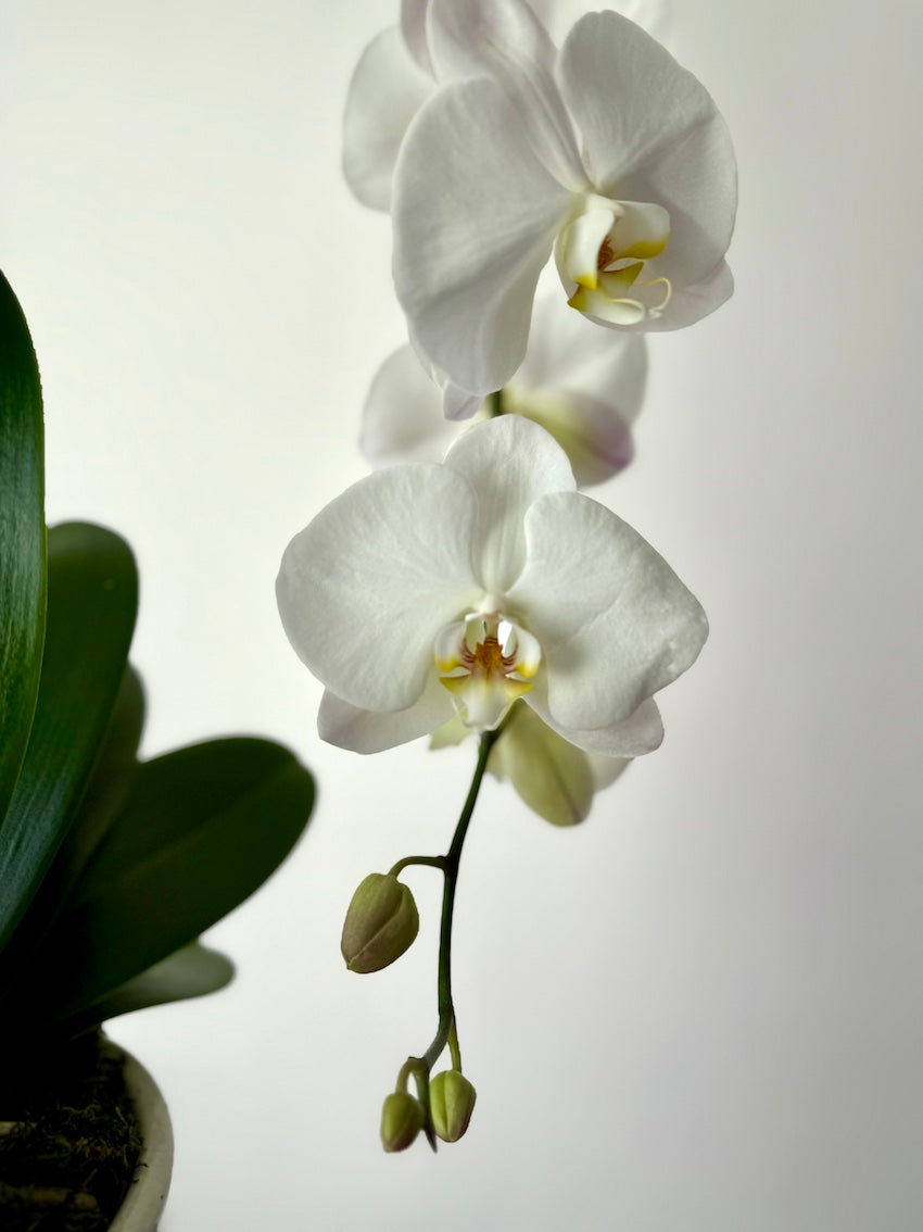 Graceful Botanical Phalaenopsis orchid with lush green foliage