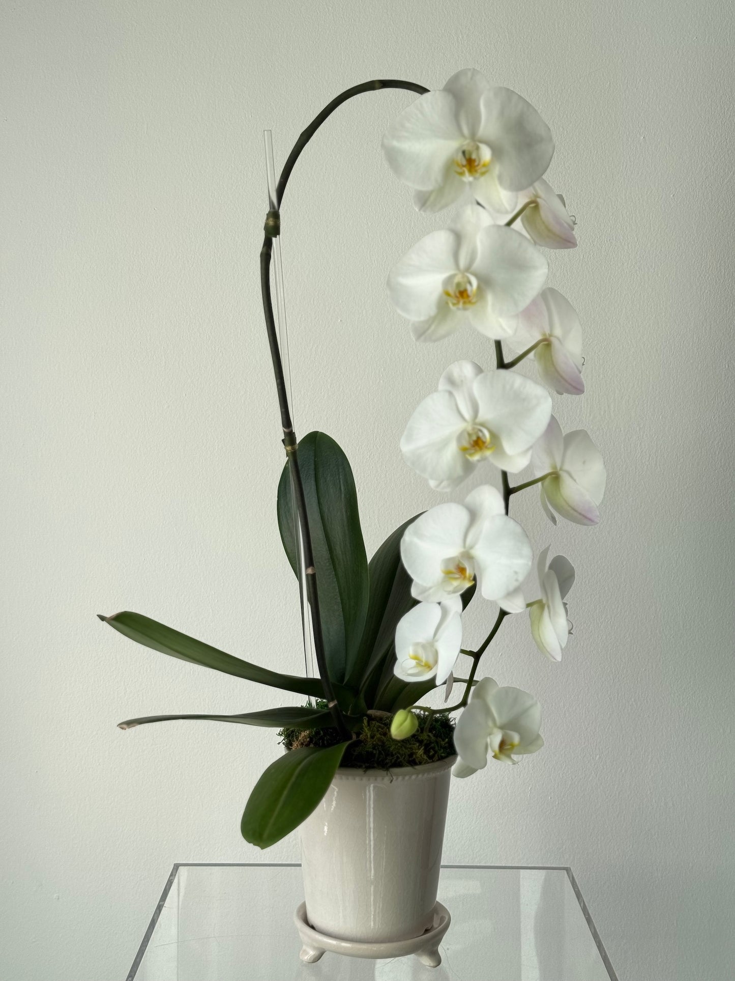 BOTANICAL CASCADING PHALAENOPSIS (orchid)