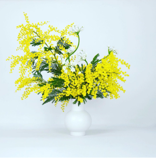 Monoflower arrangement of mimosa in a white vase on a white background exudes modern sophistication by TAKAYASATO.COM.