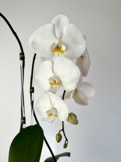 Stunning white Botanical Cascading Phalaenopsis Orchid for any space