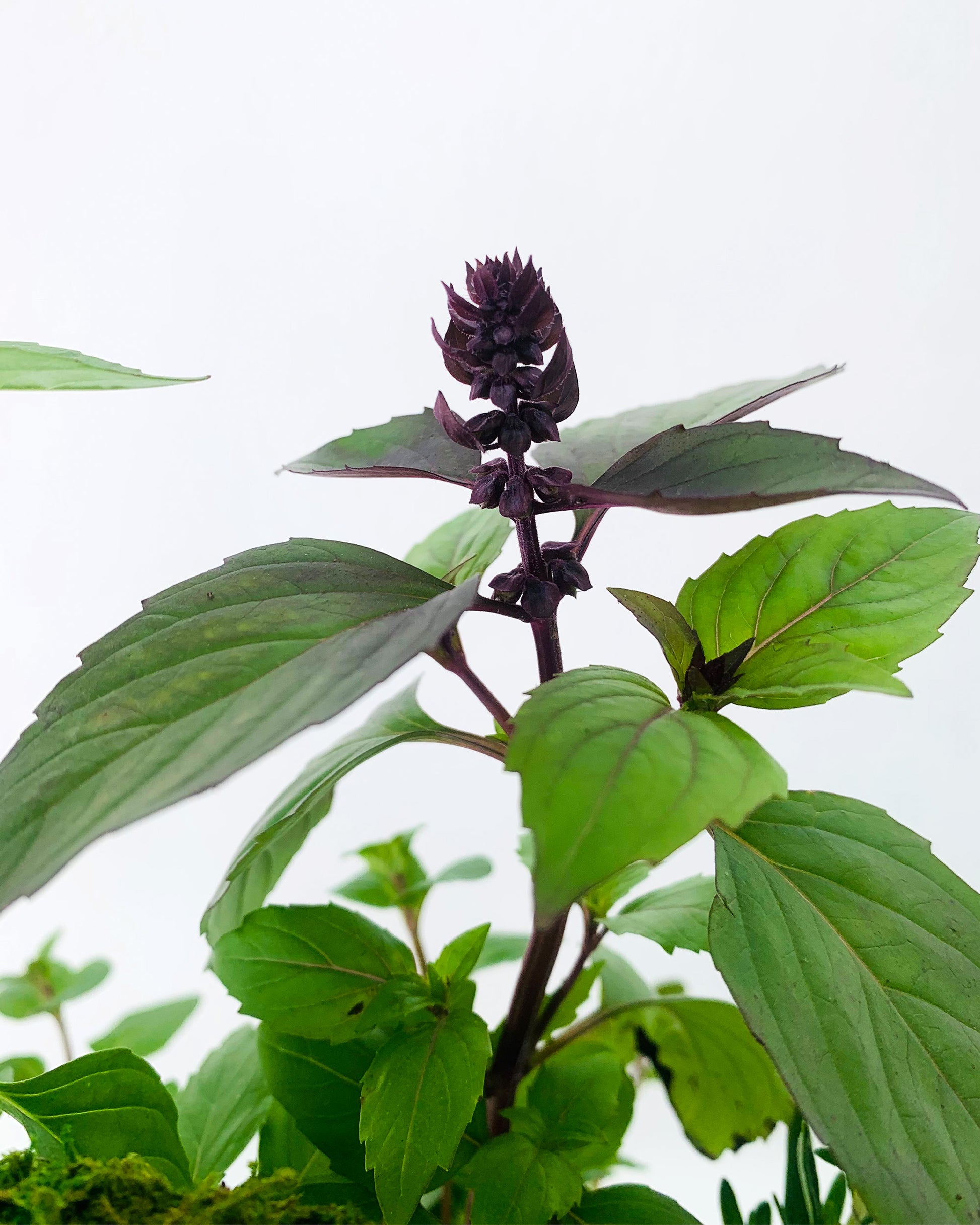 Purple Basil, which is part of the herb garden botanical arrangement available for delivery in the Charleston area.