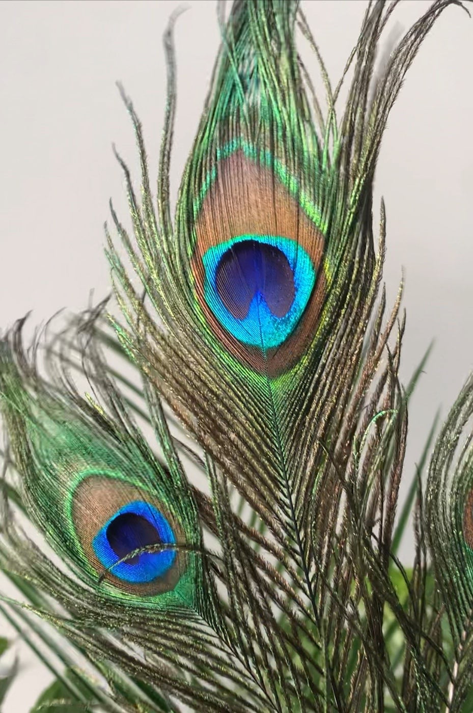 A peacock feather