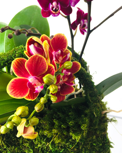 A close up of pink orchids and fresh buds.