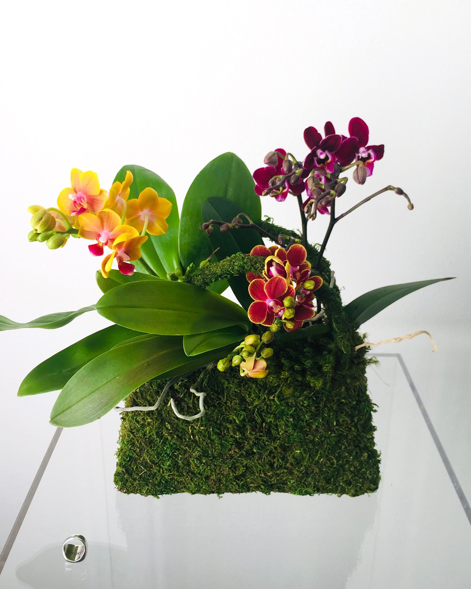 A moss purse with a botanical flower arrangement inside, featuring orchids.