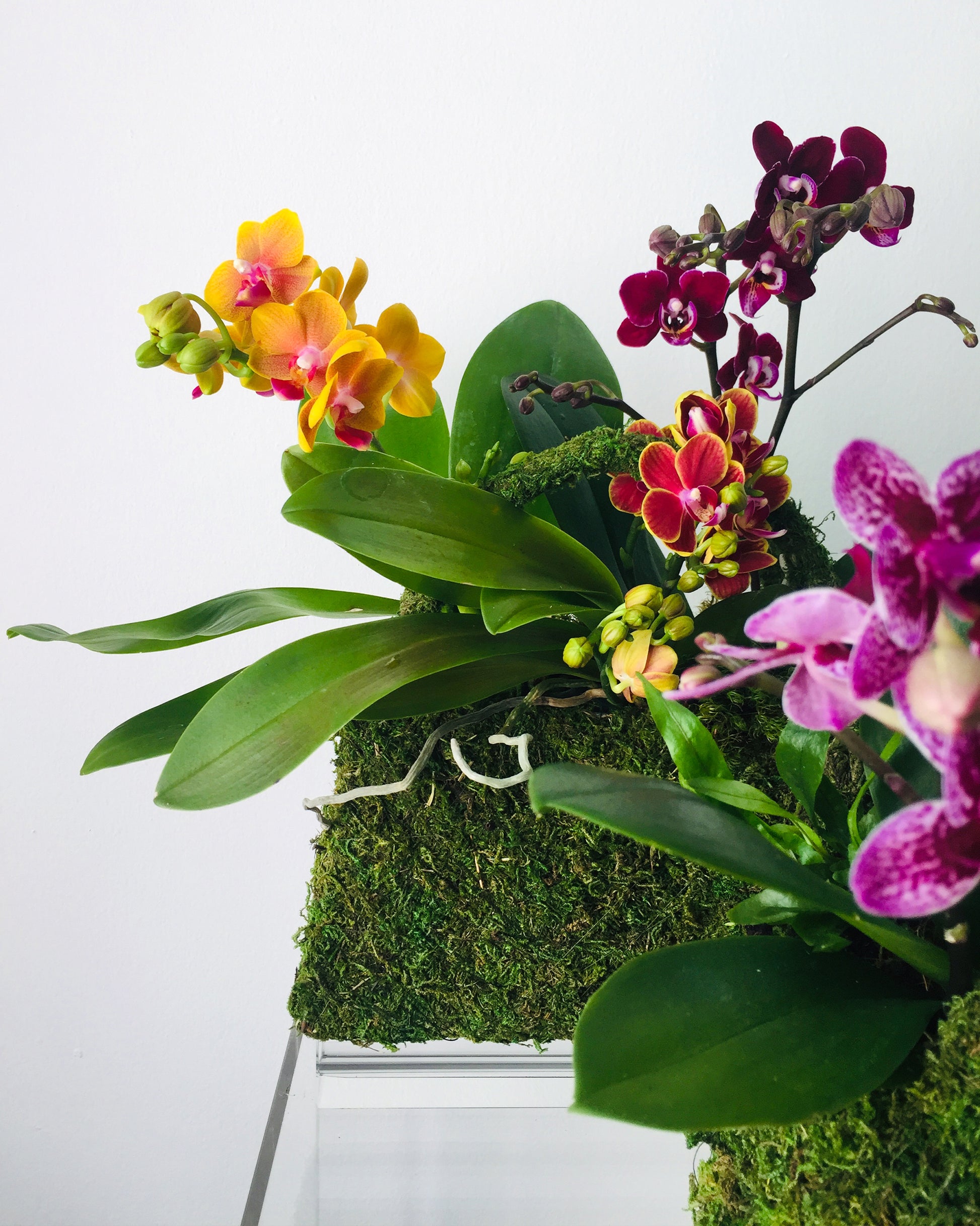 A small handbag shaped moss arrangement with freshly bloomed orchids sitting in it.