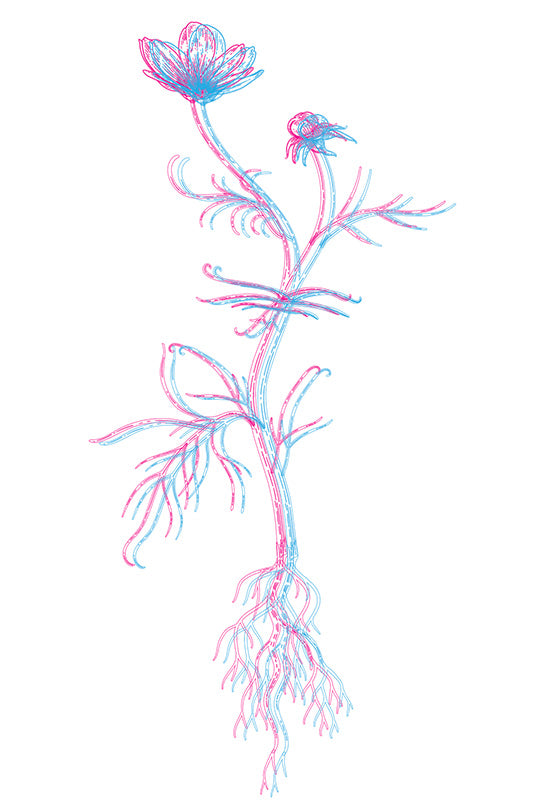 A drawing of a flower with roots on a white background.