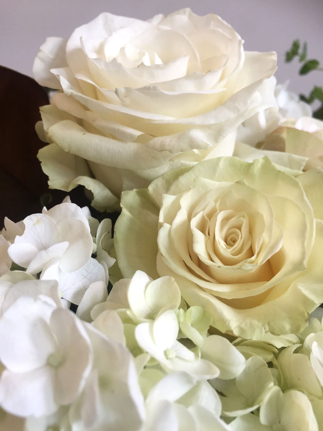 A closeup shot of white roses and white hydrangea flowers