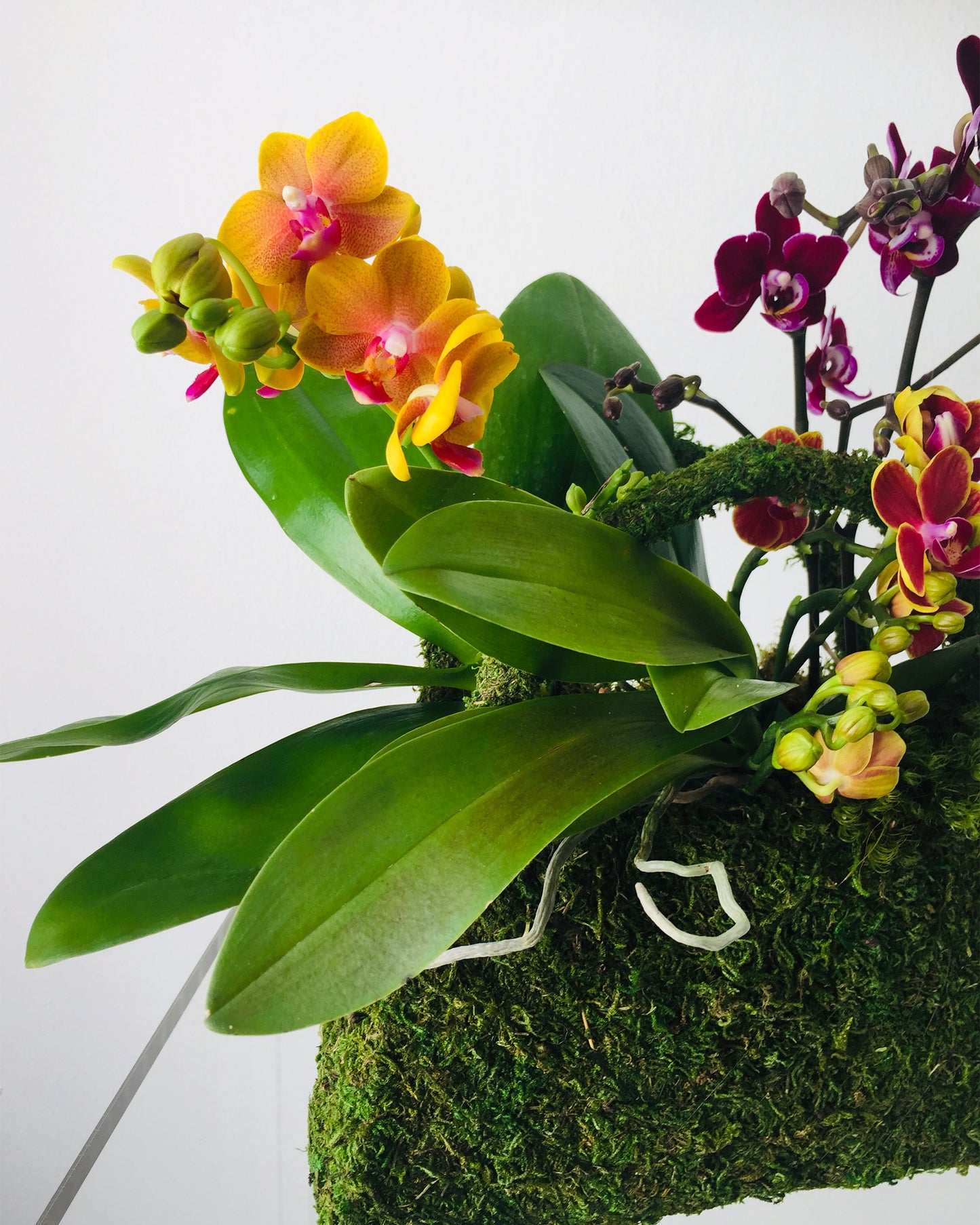 Bright yellow orchids blooming inside of a moss pochette.