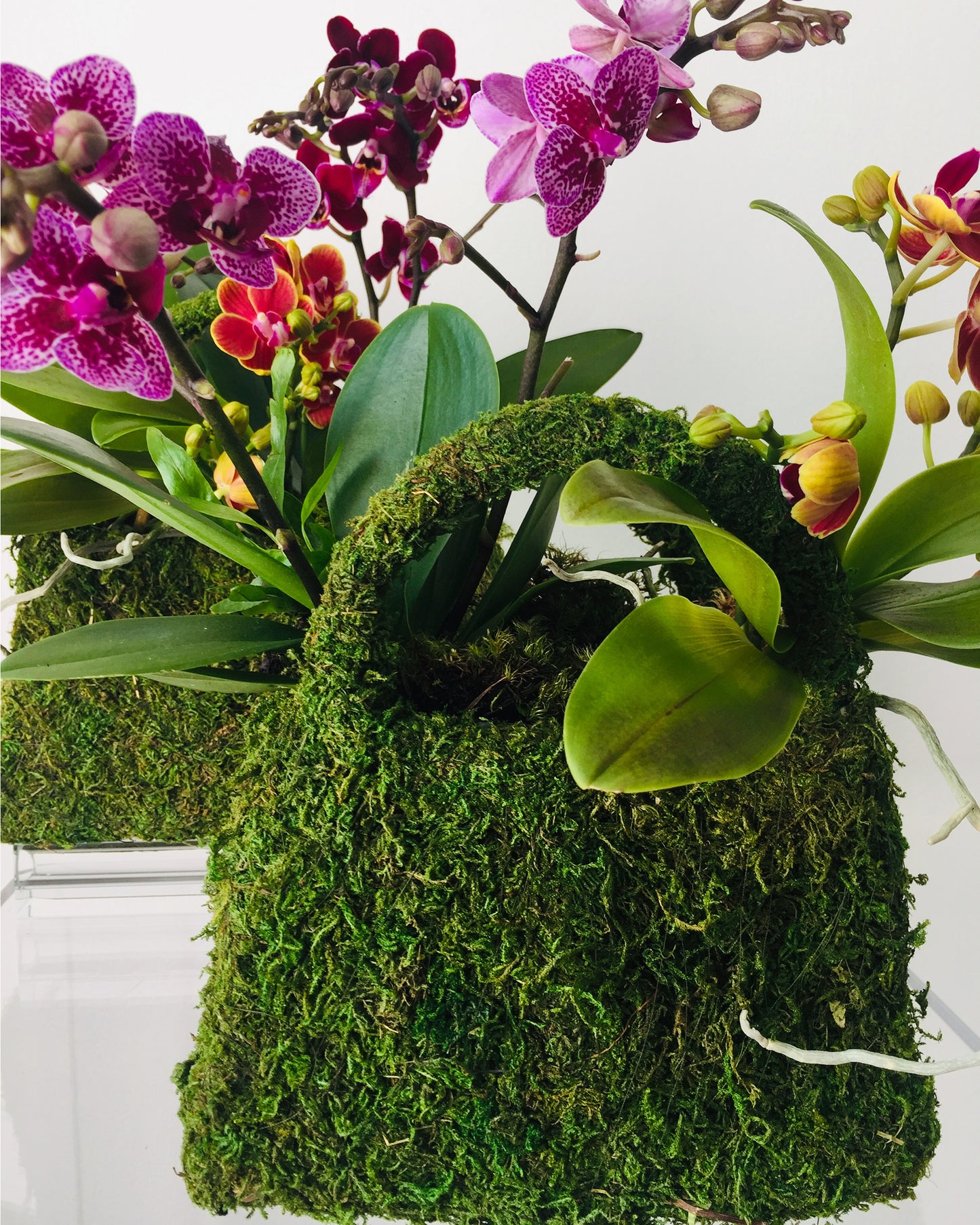 Purse shaped moss arranged with purple, red, and pink orchids inside.