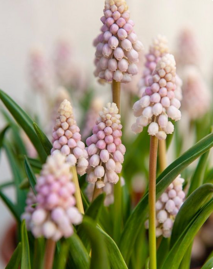 Delicate muscari flowers arranged for a charming Mother’s Day floral gift