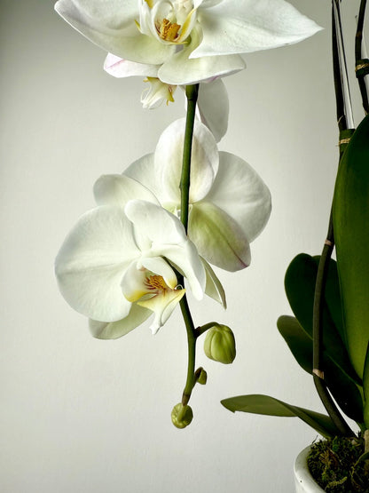 Botanical white Cascading Phalaenopsis Orchid with soft, flowing petals