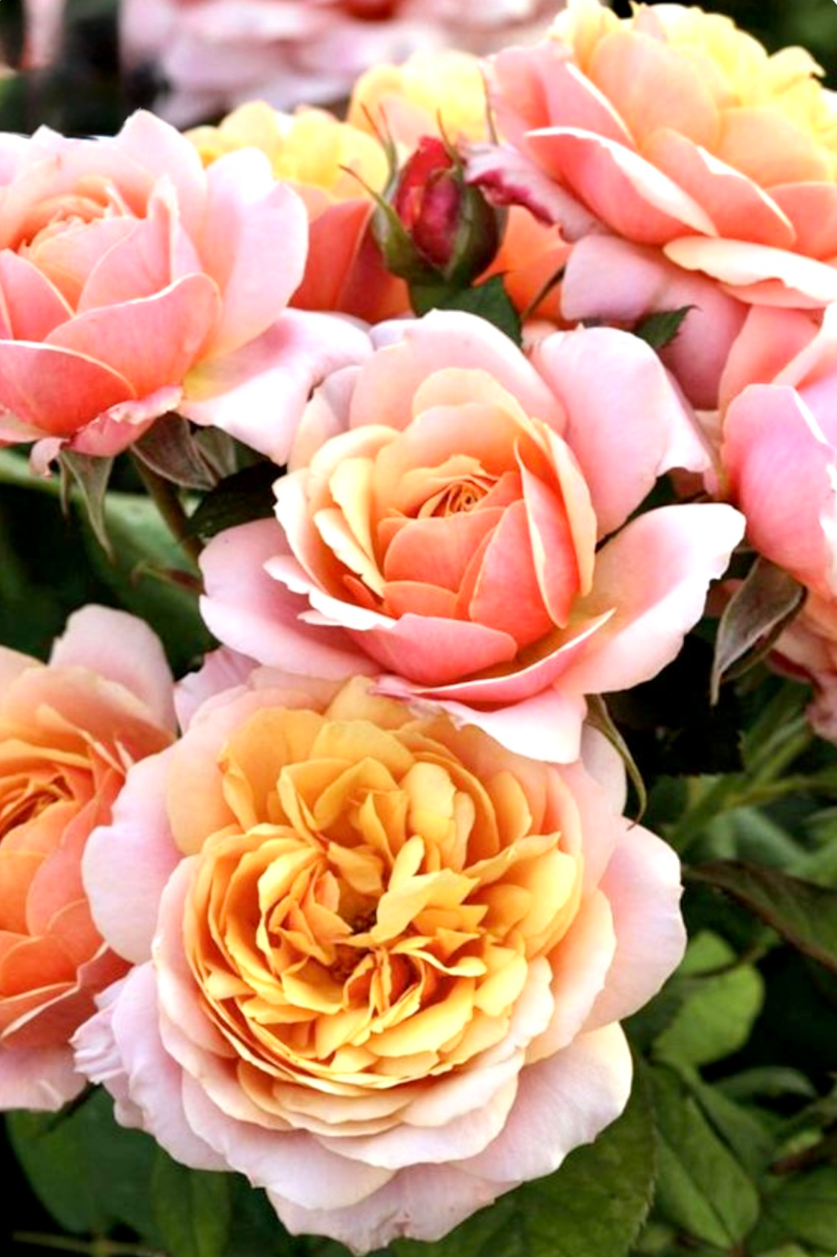 Elegant bouquet of red roses arranged for a Mother’s Day floral gift