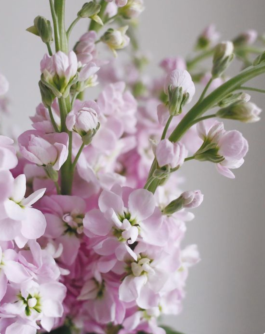  Vibrant stock flowers arranged for a beautiful Mother’s Day floral gift
